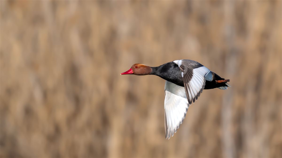 Red-crested Pochard