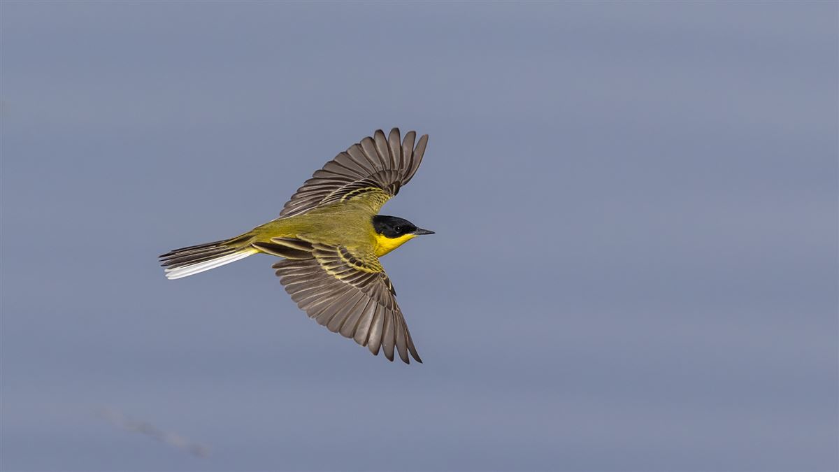 Western Yellow Wagtail