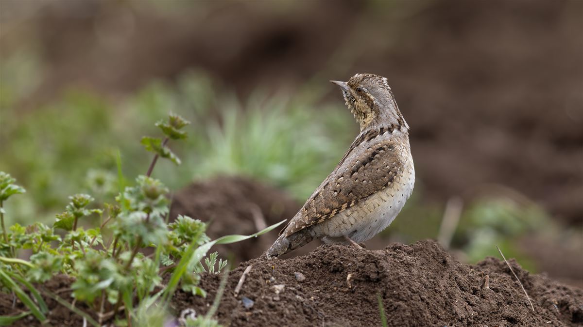 Eurasian Wryneck