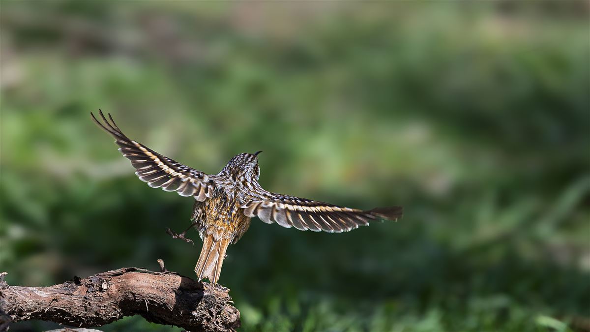 Short-toed Treecreeper