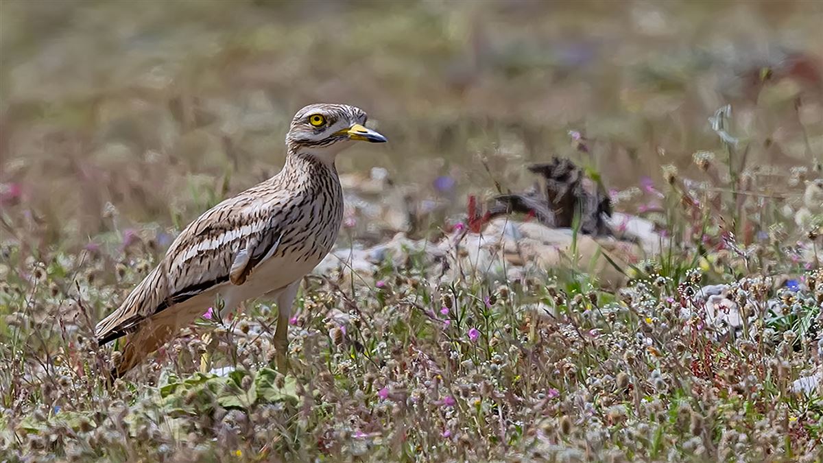 Eurasian Stone-curlew