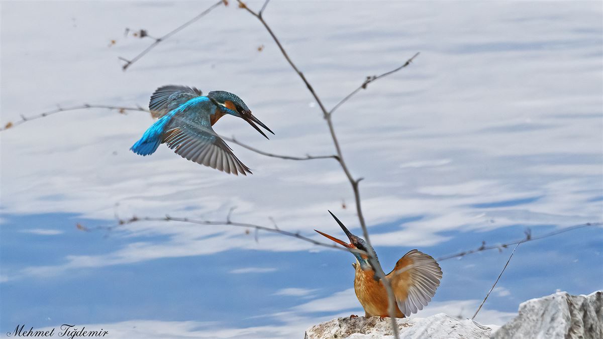 Common Kingfisher
