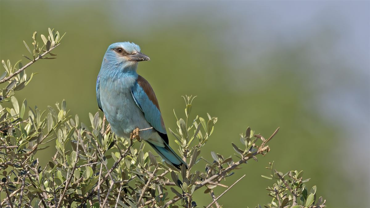 European Roller