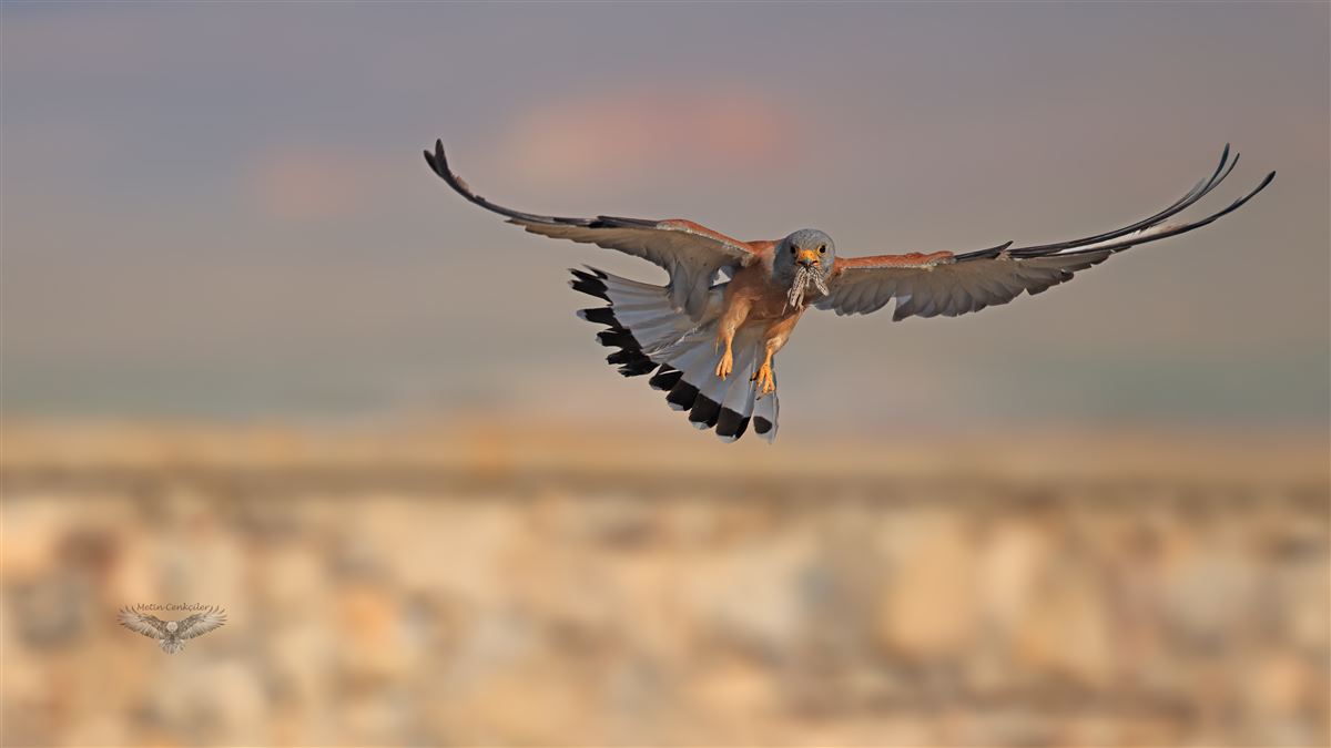 Lesser Kestrel