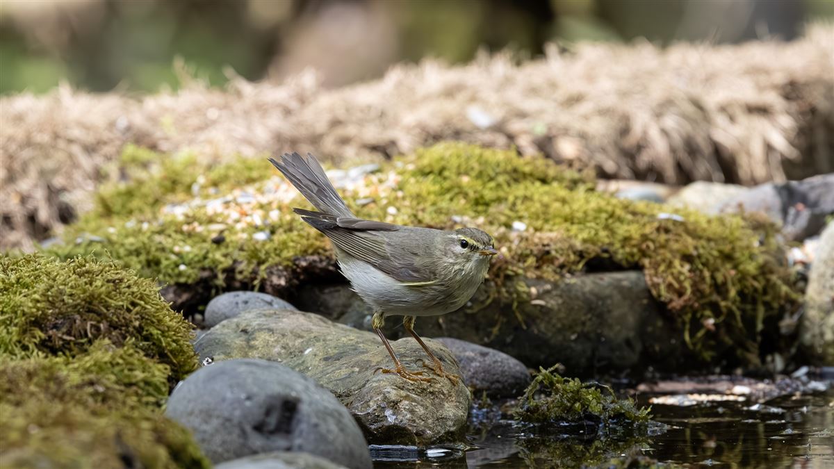 Willow Warbler