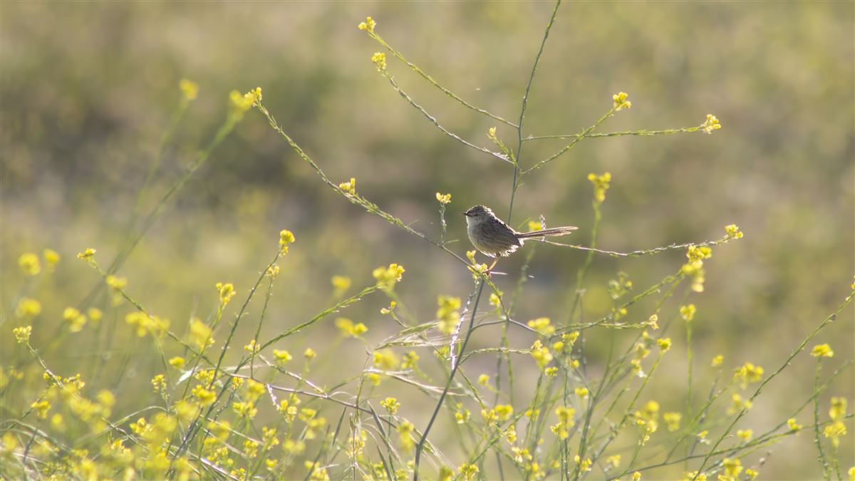 Delicate Prinia