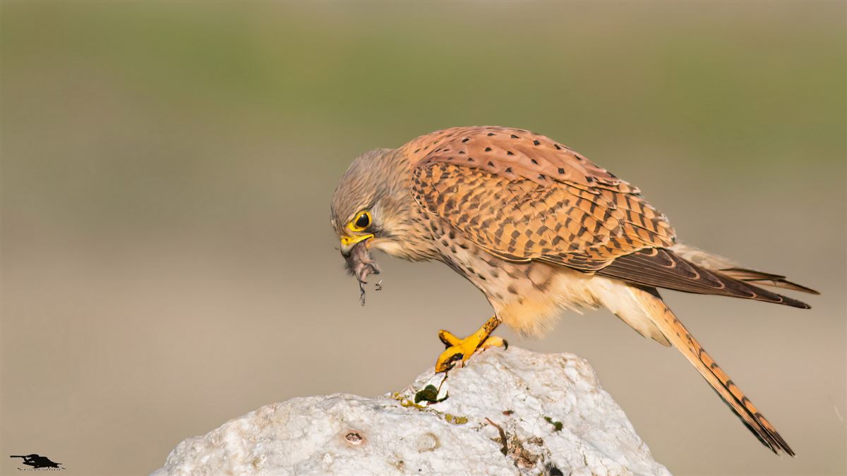 Common Kestrel