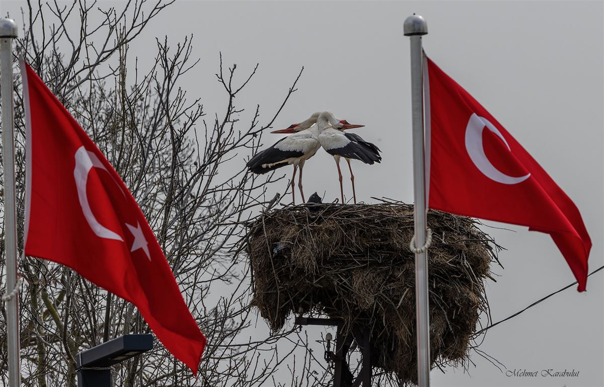 White Stork