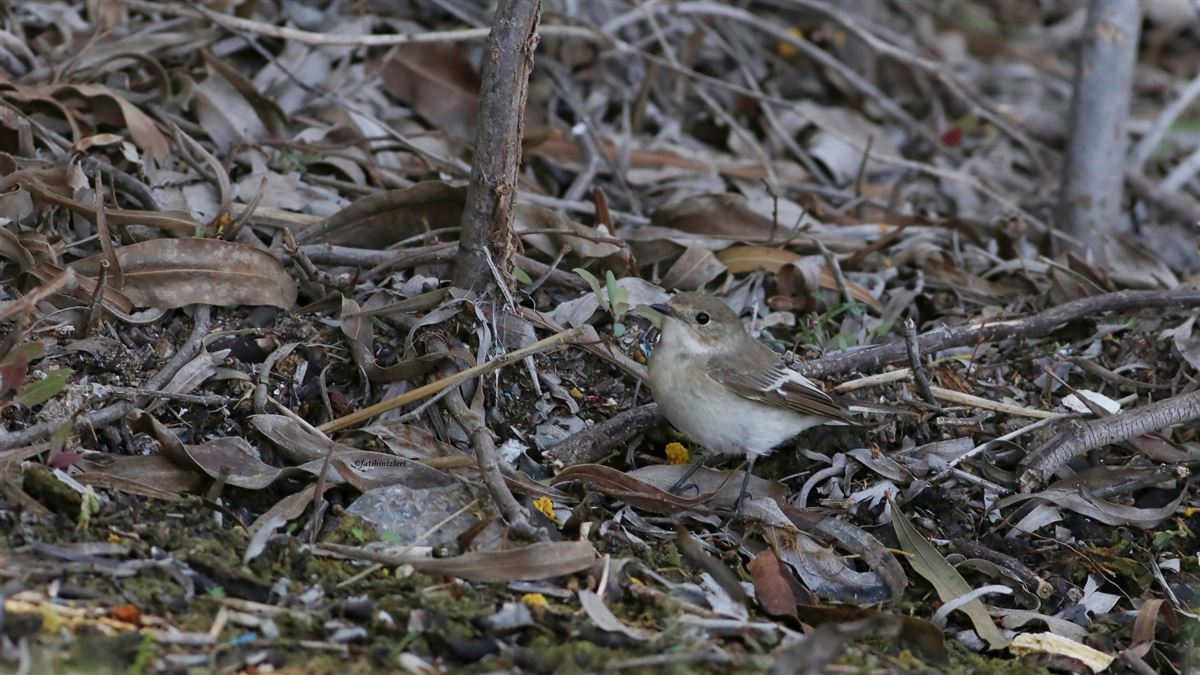 European Pied Flycatcher