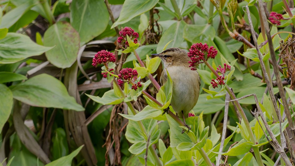 Sedge Warbler