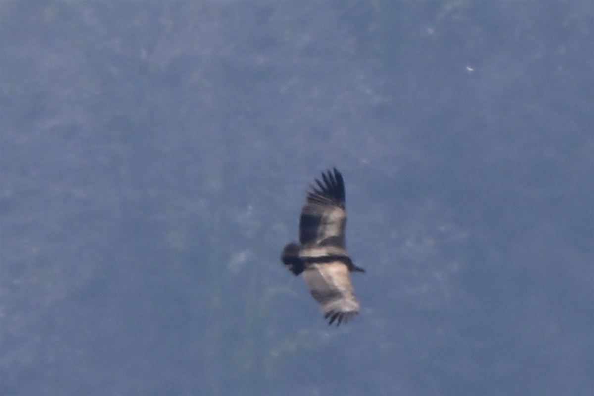 Griffon Vulture