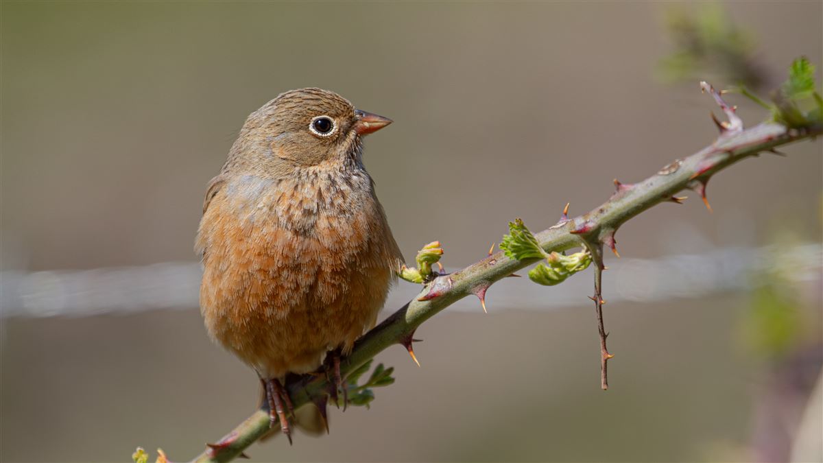 Cretzschmar`s Bunting