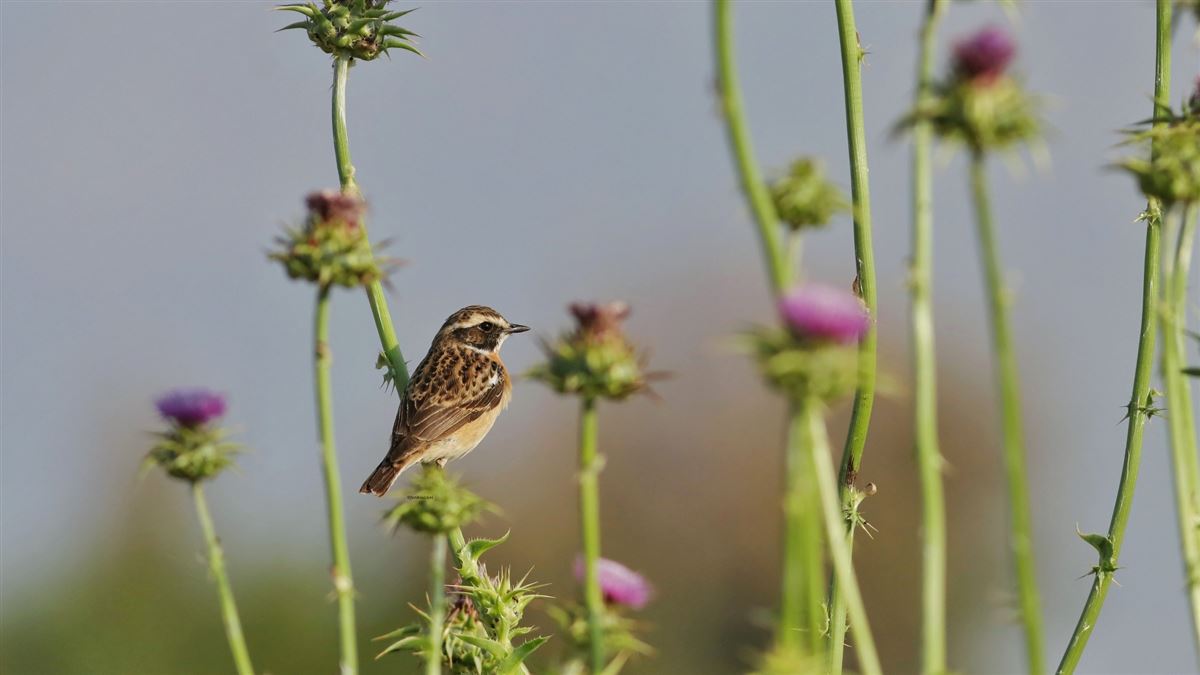 Whinchat