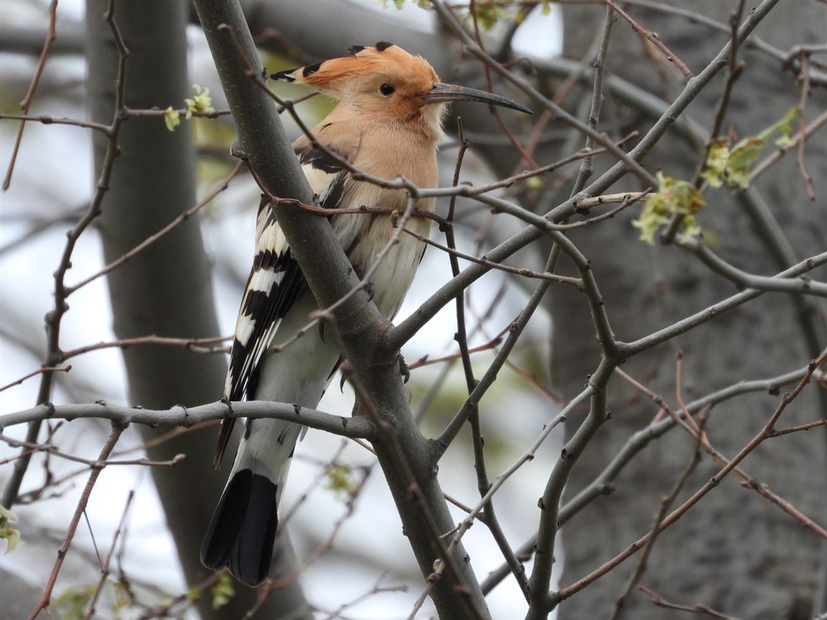 Common Hoopoe