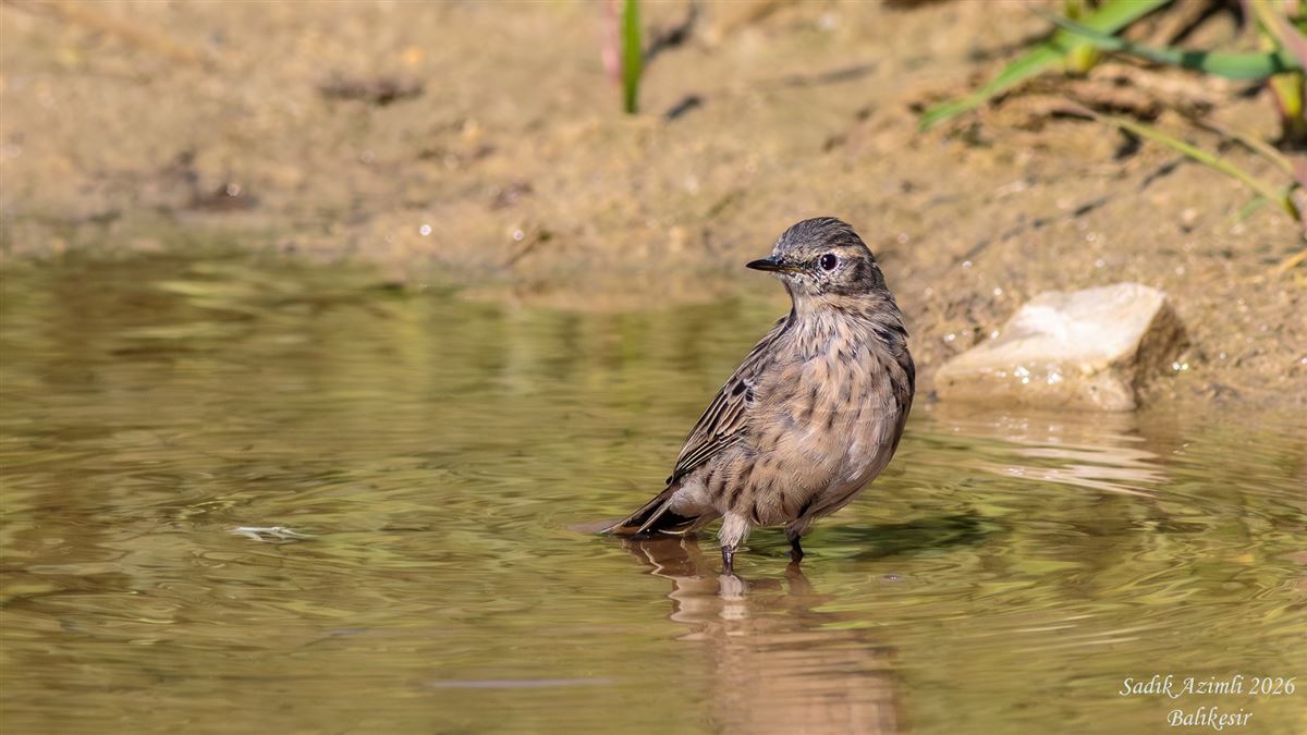 Water Pipit
