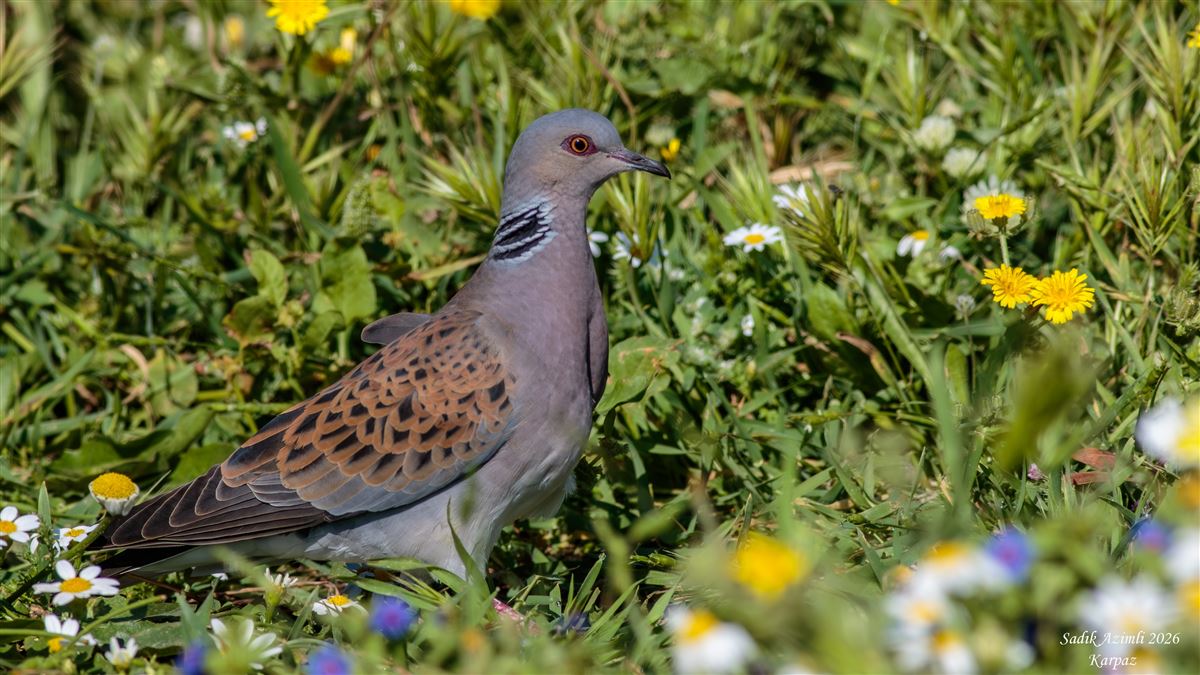 European Turtle Dove