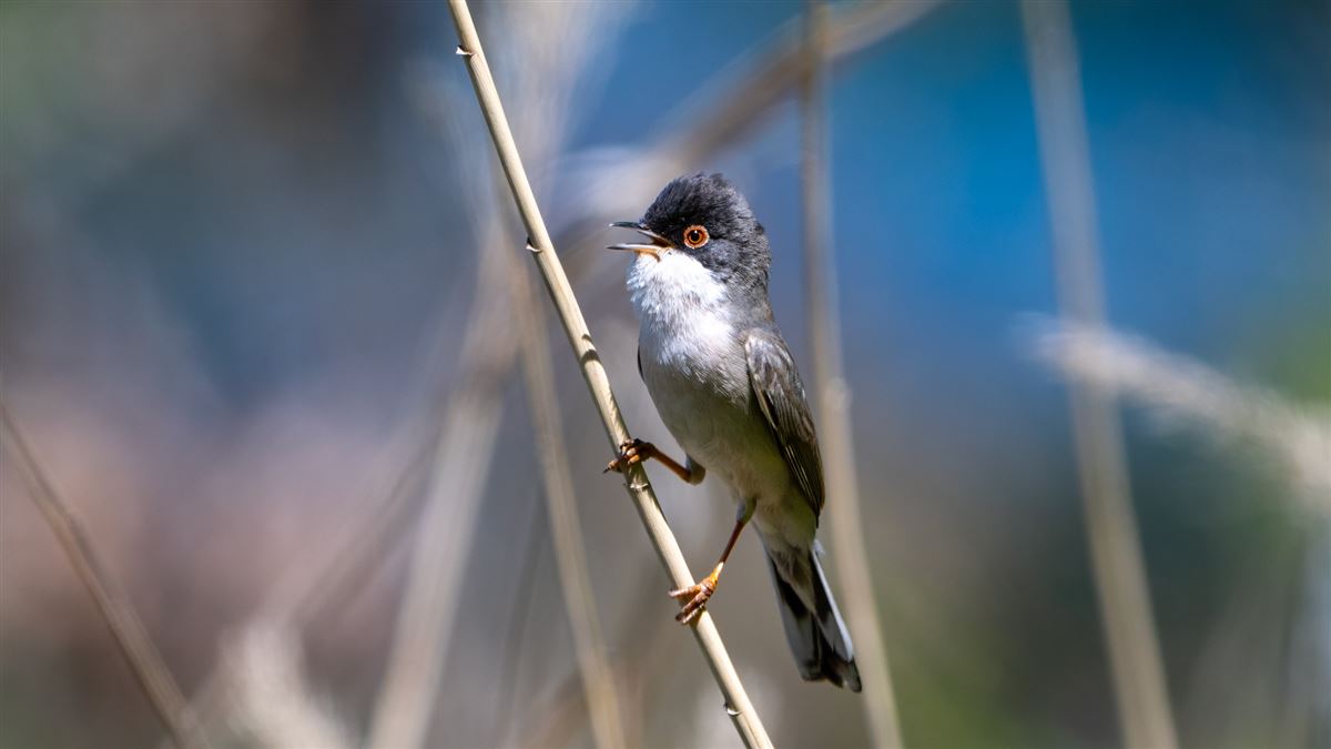 Menetries`s Warbler