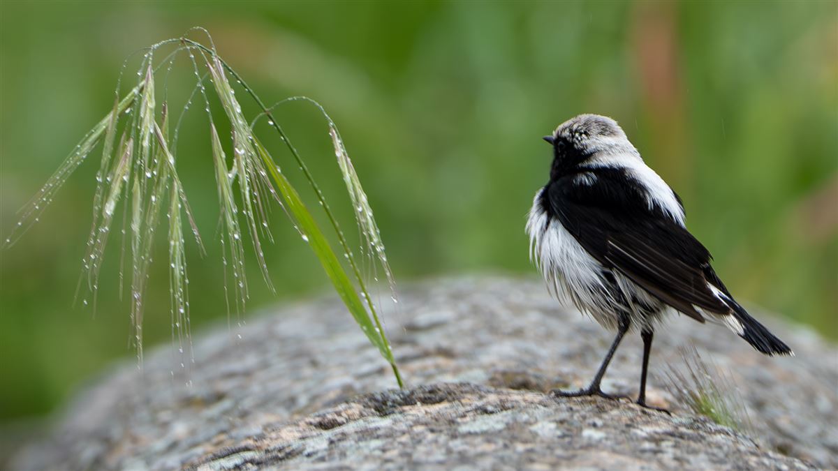 Finsch`s Wheatear