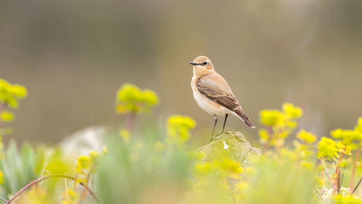 Northern Wheatear