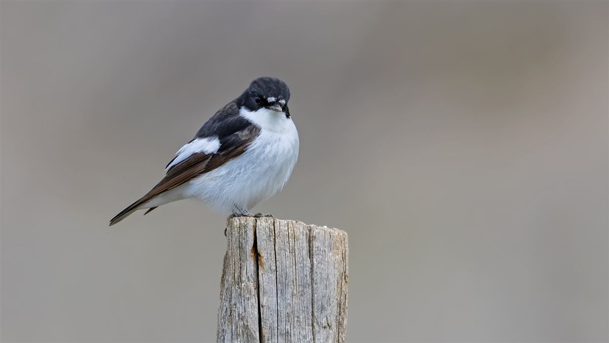 European Pied Flycatcher