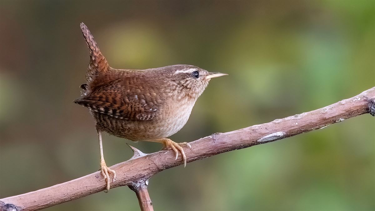 Eurasian Wren