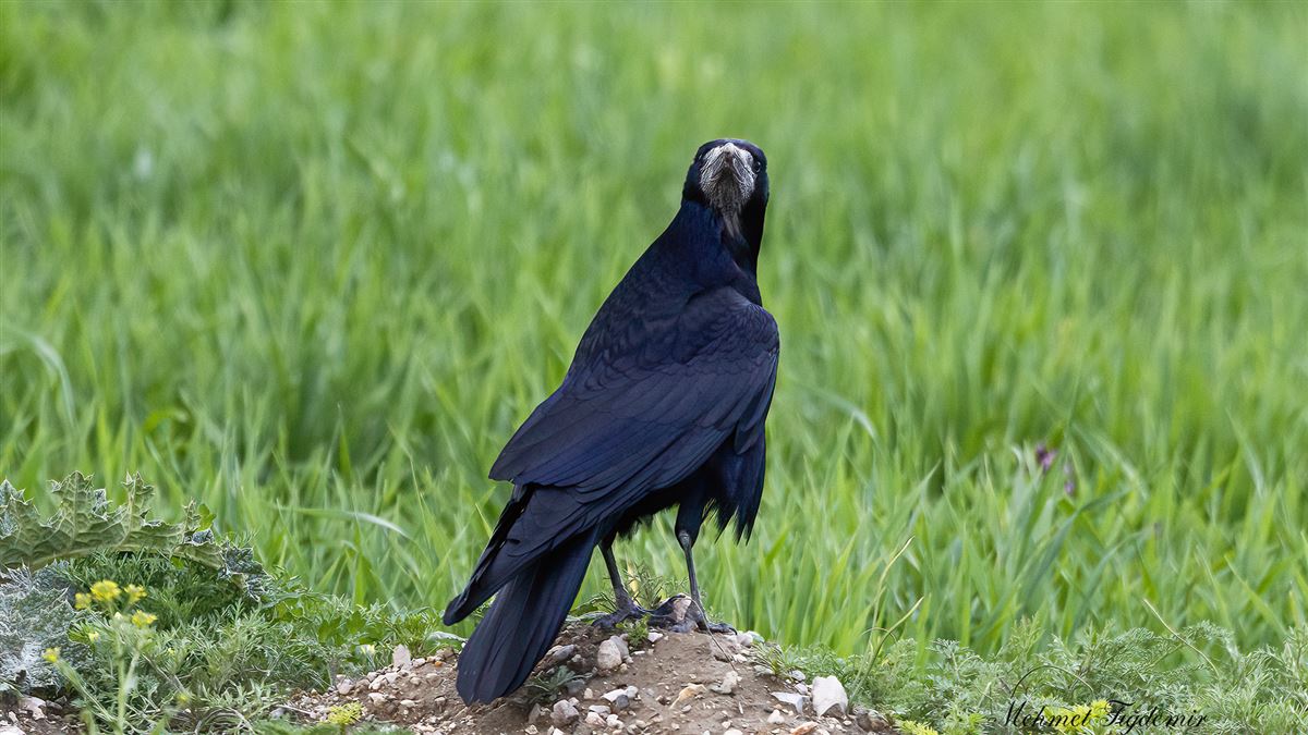 Rook