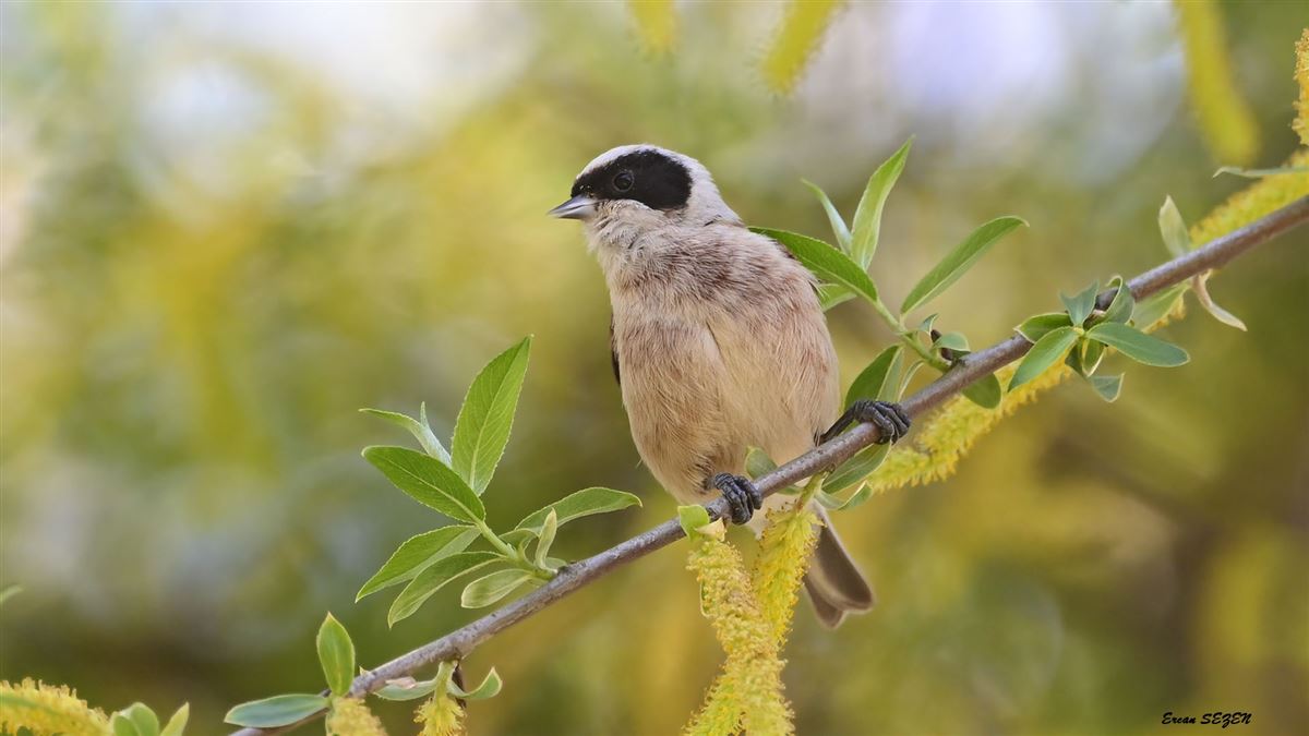 Eurasian Penduline Tit