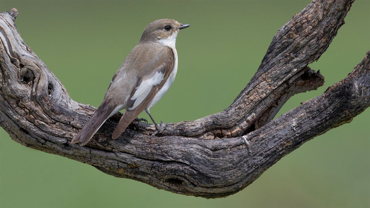 European Pied Flycatcher