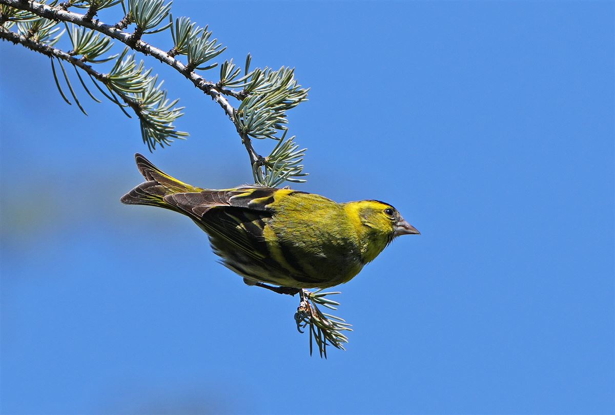 Eurasian Siskin