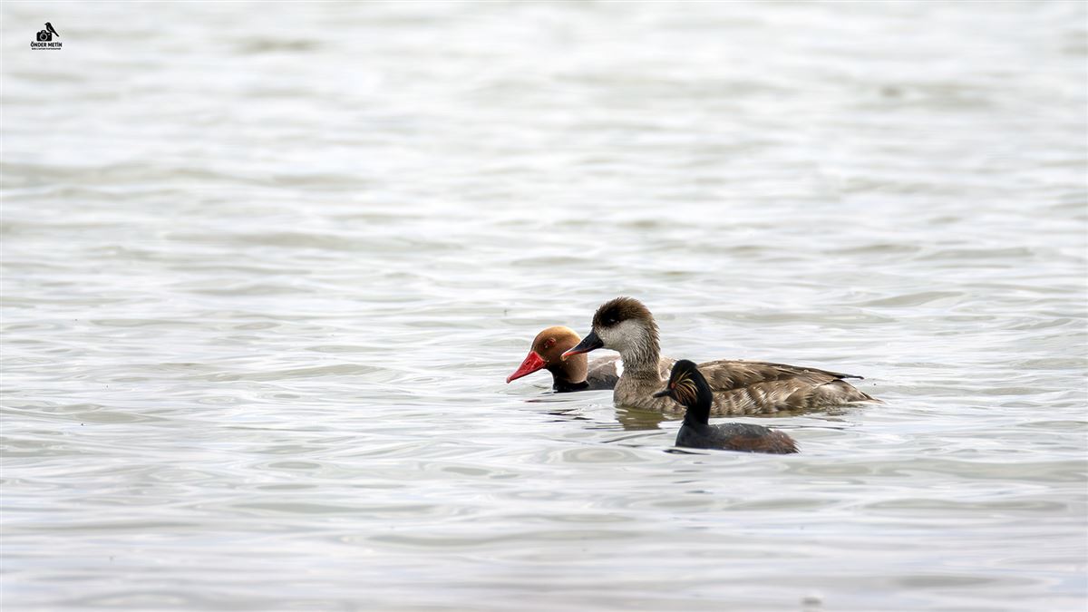 Red-crested Pochard