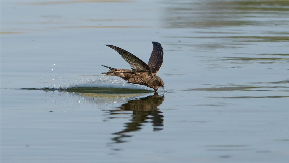 Common Swift