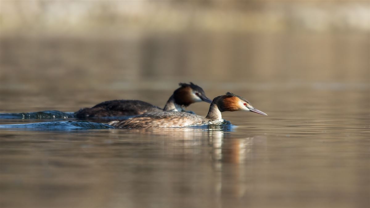 Great Crested Grebe