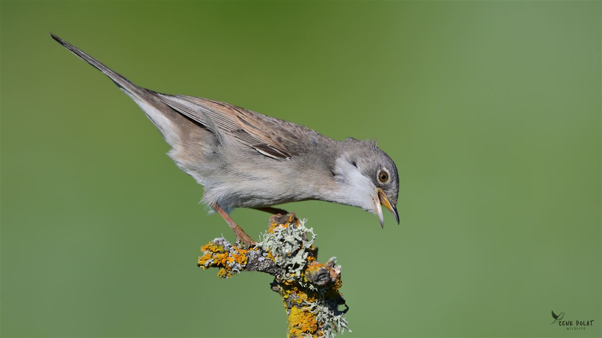 Common Whitethroat