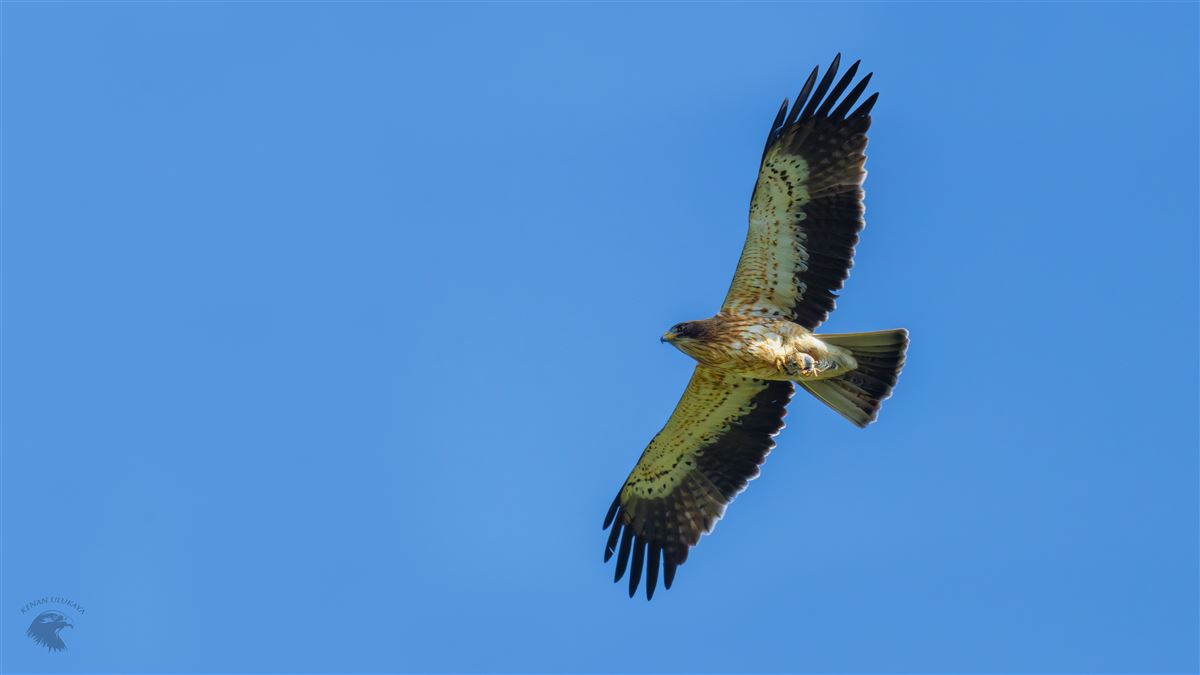 Booted Eagle