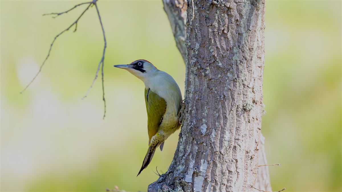 European Green Woodpecker