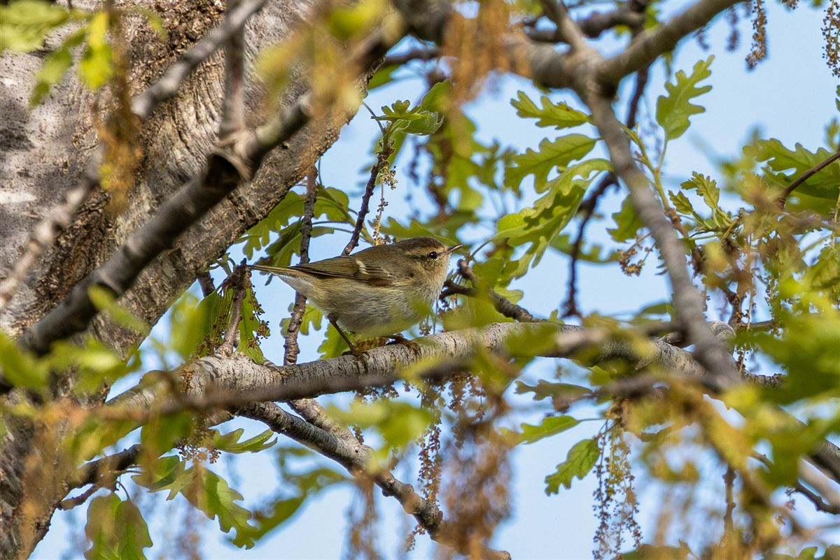 Hume`s Leaf Warbler