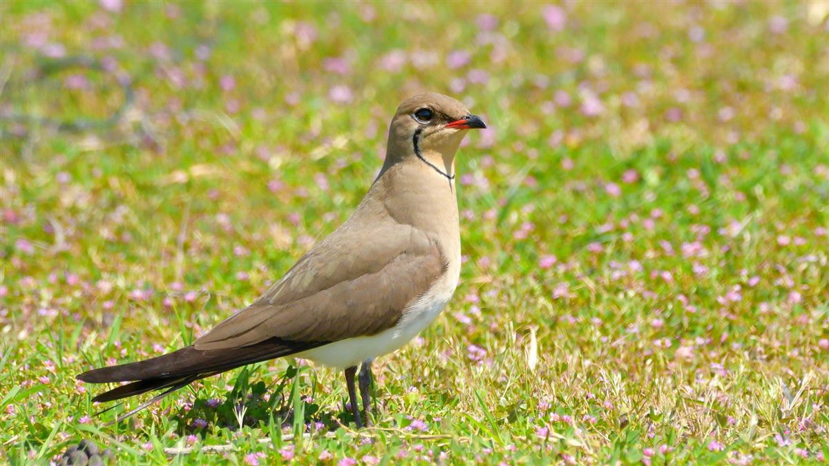 Collared Pratincole