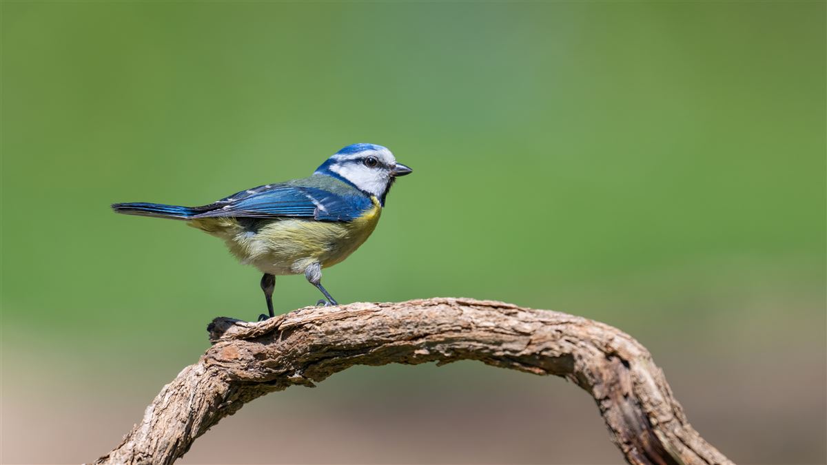 Eurasian Blue Tit