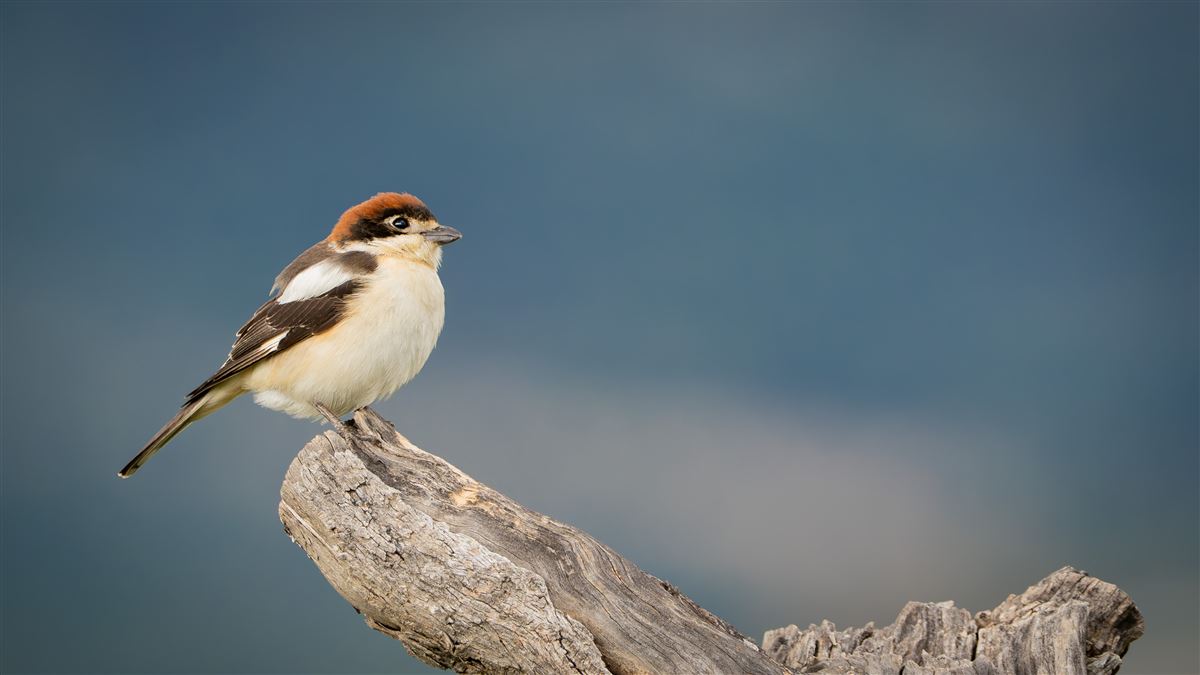Woodchat Shrike