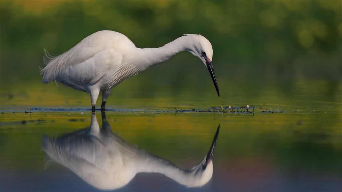 Little Egret