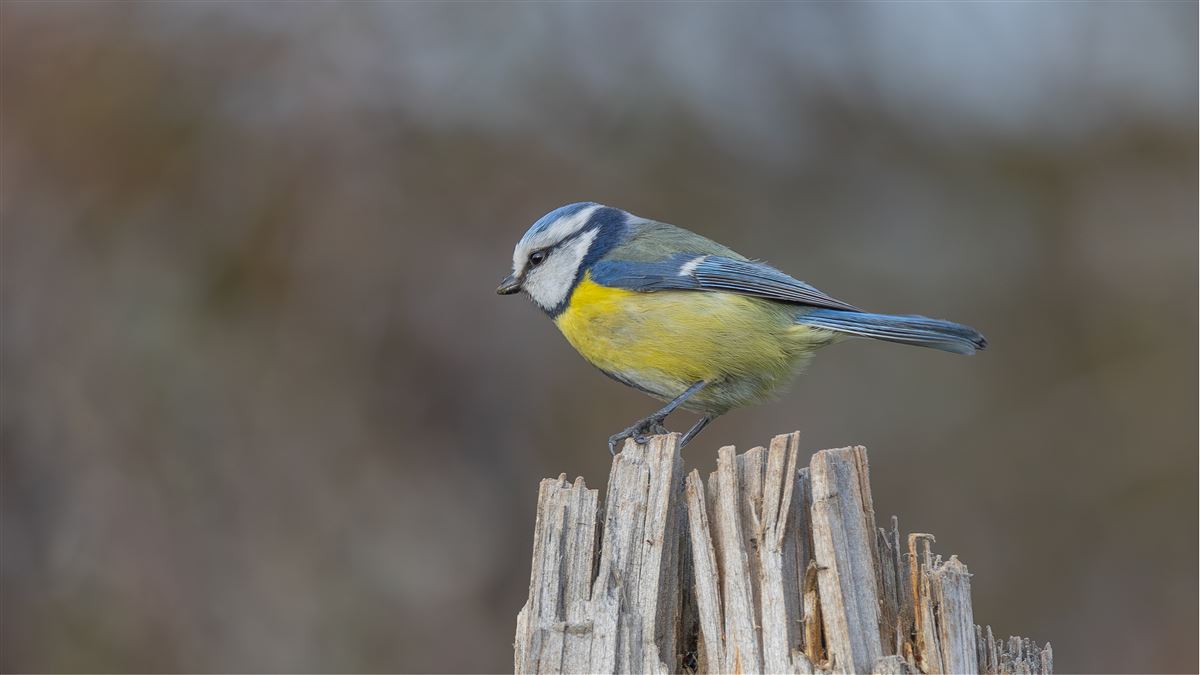 Eurasian Blue Tit