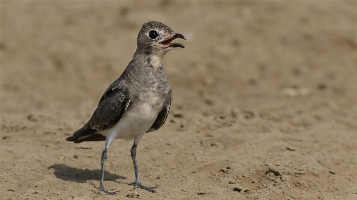 Collared Pratincole