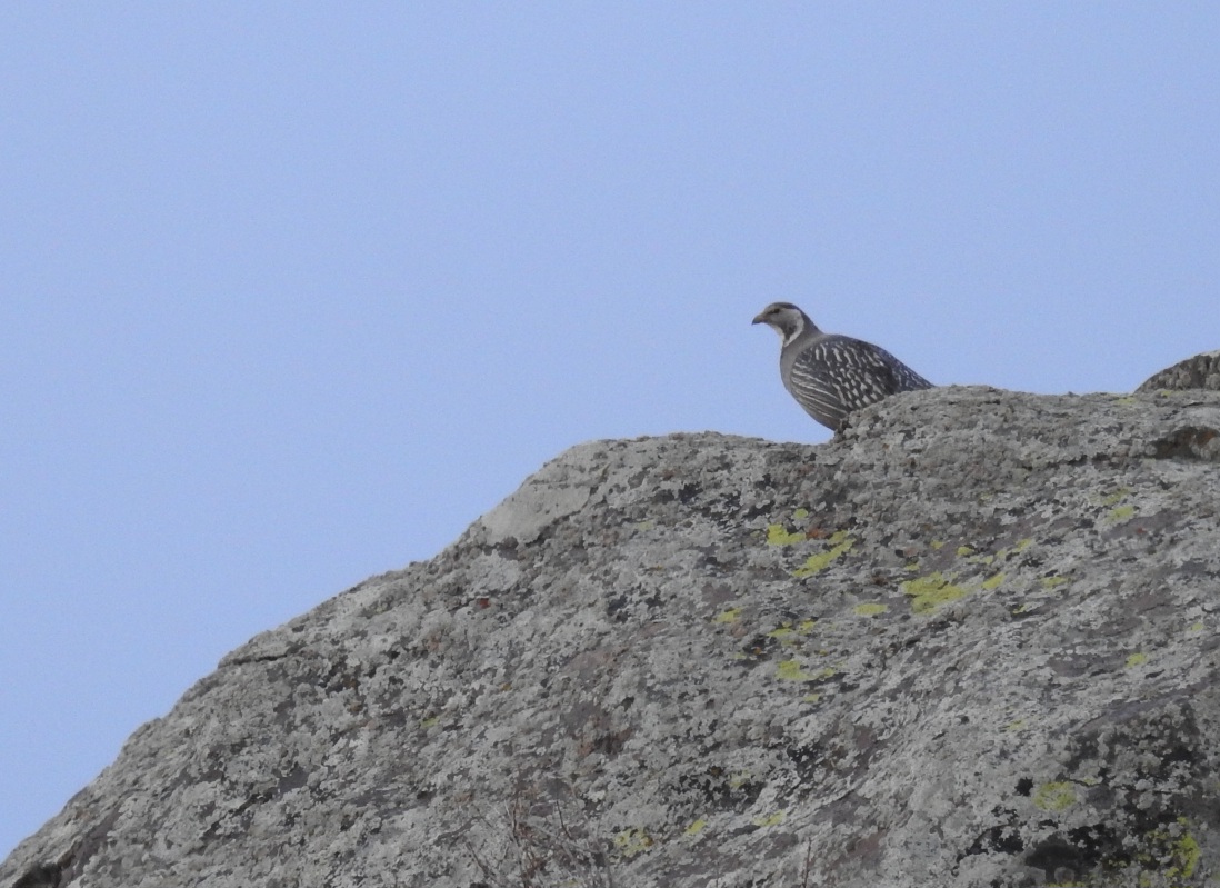 Caspian Snowcock