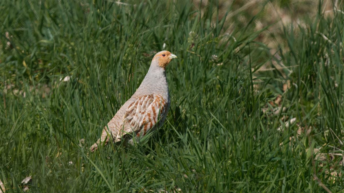 Grey Partridge
