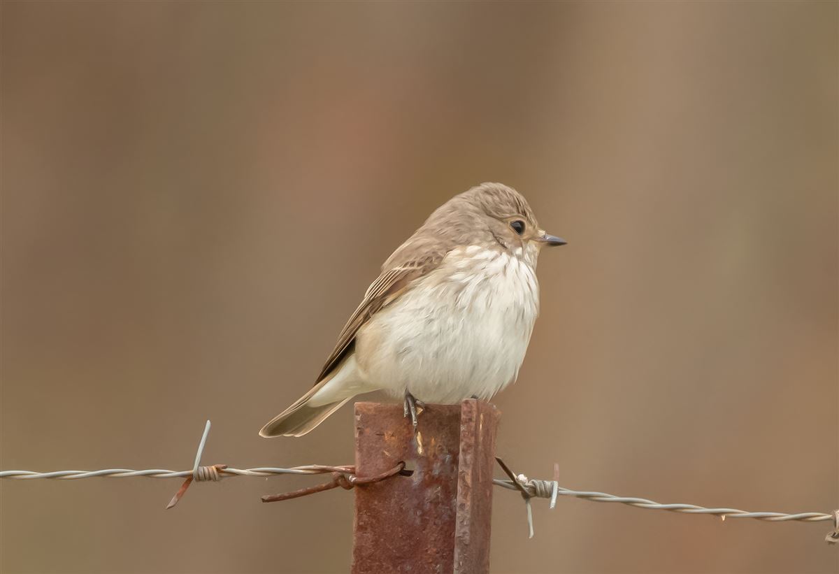 Spotted Flycatcher