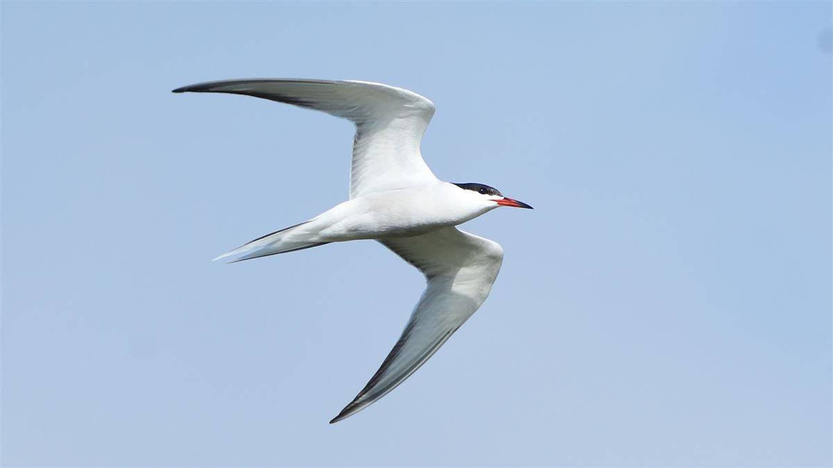 Common Tern