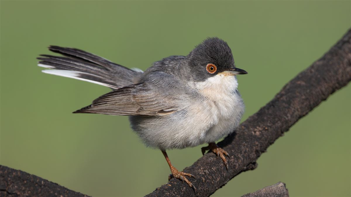 Menetries`s Warbler
