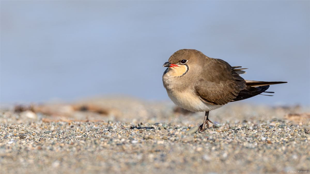 Collared Pratincole