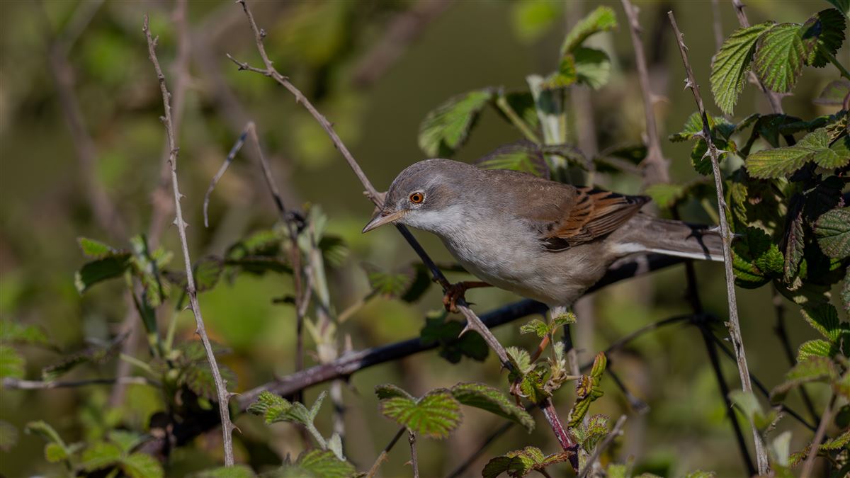 Common Whitethroat