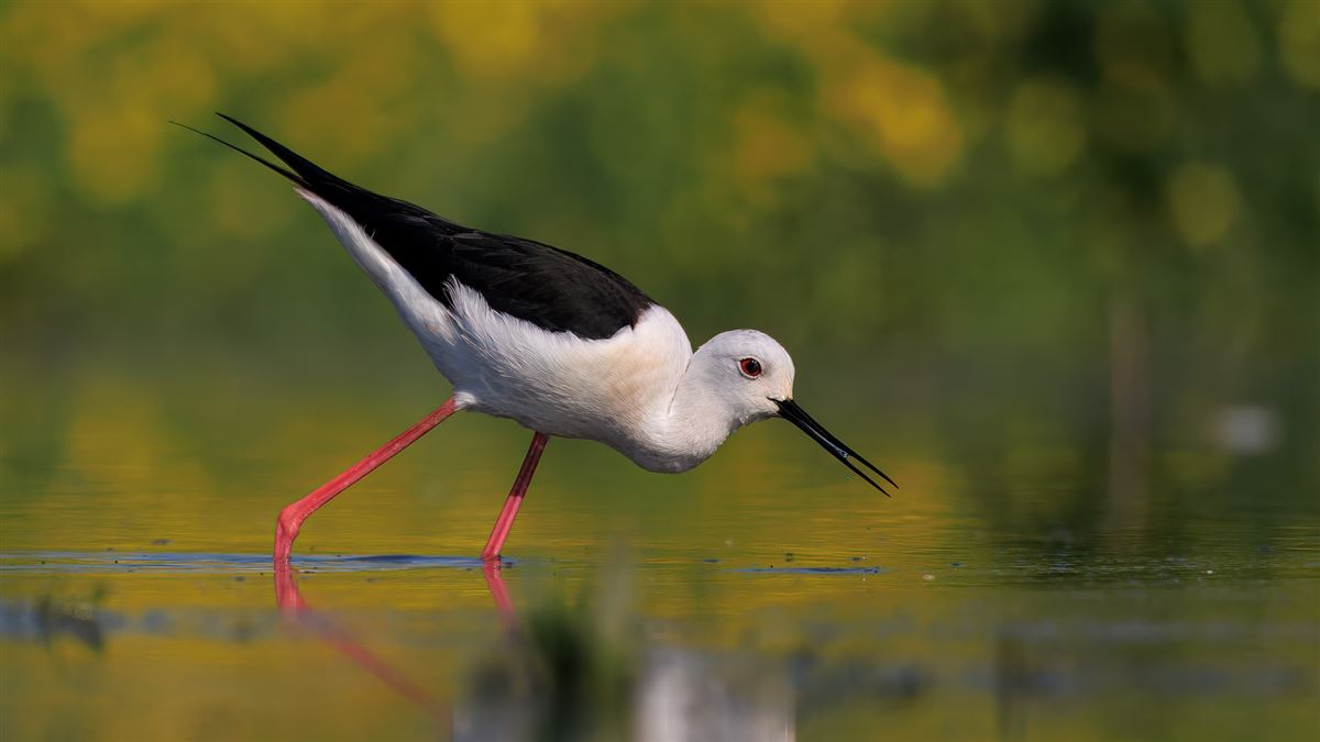 Black-winged Stilt